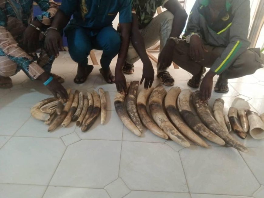 Togo : 4 trafiquants d’ivoire condamnés à 36 mois de prison dont 24 mois de sursis