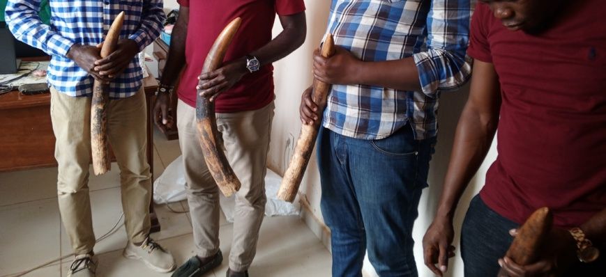 Cameroun : quatre personnes comparaissent devant le tribunal d’Ebolowa pour trafic d'ivoire