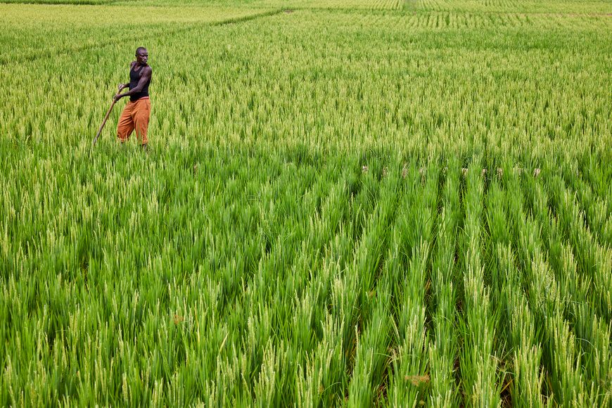 Une rizière. © Afdb