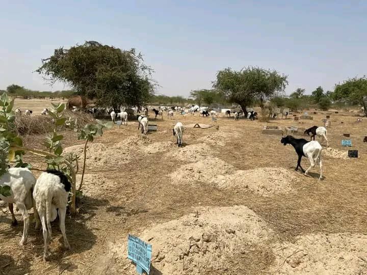 Tchad - Lamadji : Un cimetière livré aux animaux