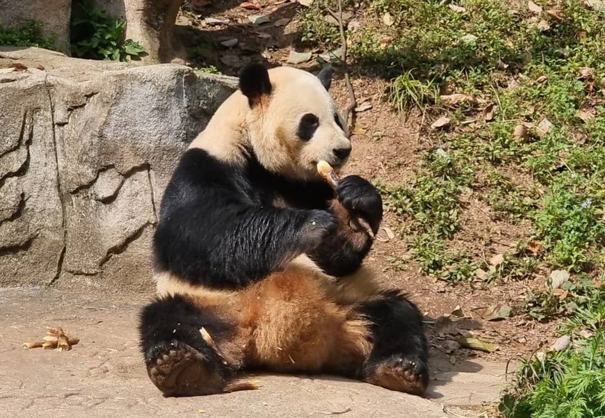 Chine : Les pandas géants de Dujiangyan, symboles de paix et d'amitié