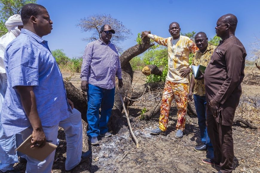 Tchad : Destruction massive d'arbres sur le site pétrolier de Cécilia - Le Ministère de l'Environnement saisit la justice