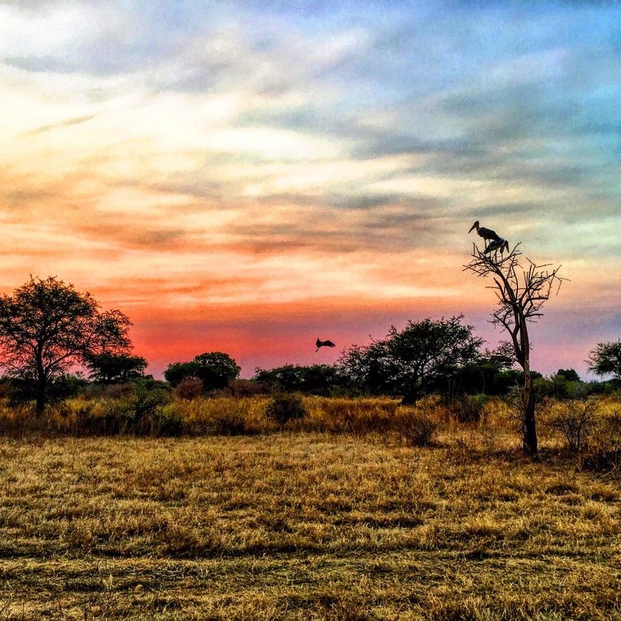 ​Tchad : Crash d’un avion de surveillance au parc national de Zakouma – Deux morts