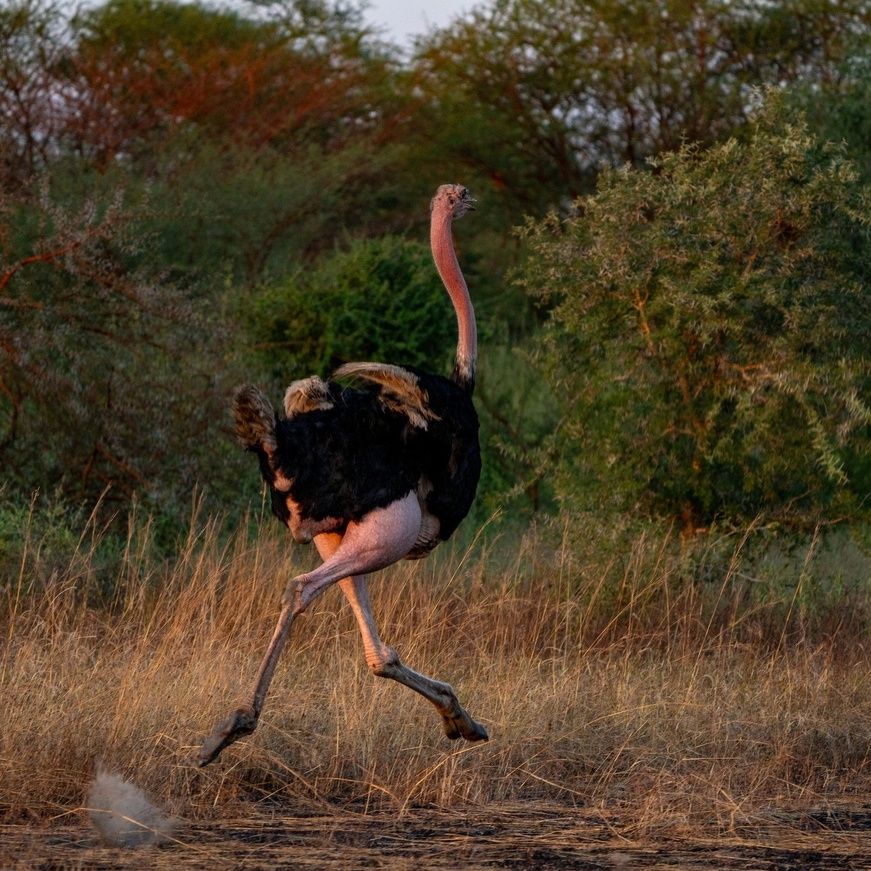 Images : Zakouma National Park