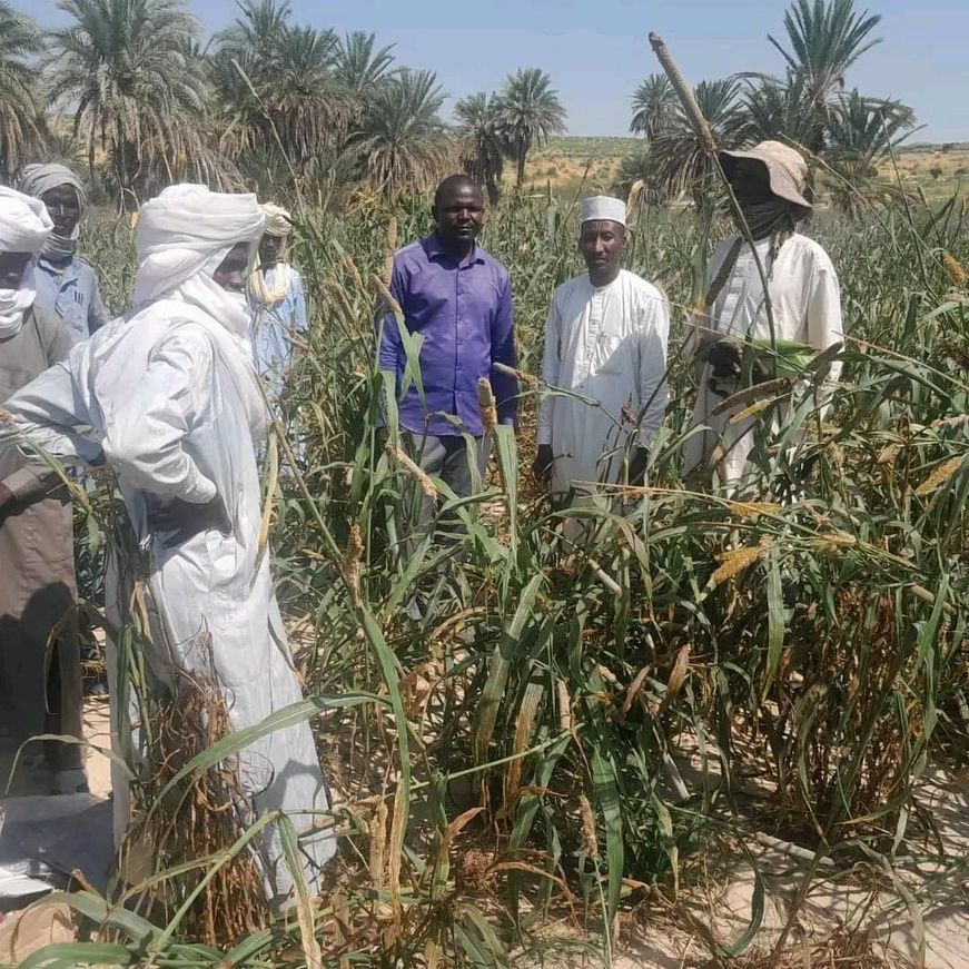Tchad : Des hectares de champs de mil dévastés par des chenilles à Wouro, dans le Kanem