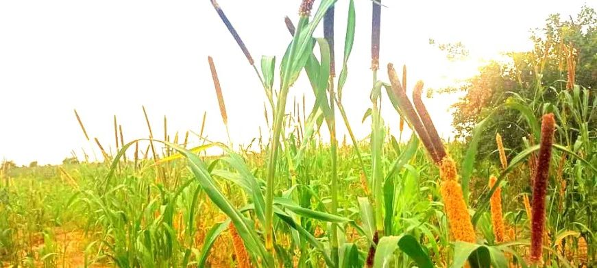 Tchad : Alerte à Koundjourou — Des milliers d’hectares de mil dévastés par les oiseaux granivores