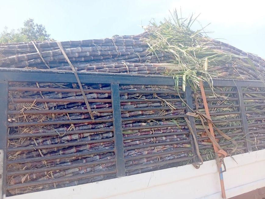 Tchad : La canne à sucre, un pilier économique saisonnier essentiel de Kélo à N'Djamena