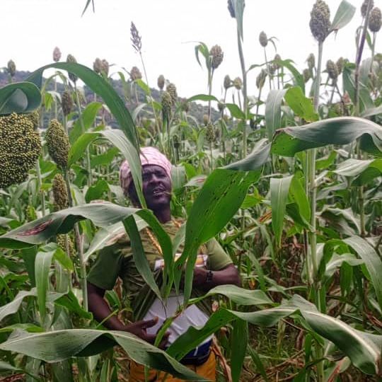 Tchad : Inquiétude des cultivateurs du Guéra Malgré un bon début de saison pluvieuse