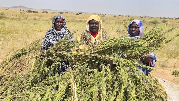 Images : PNUD Tchad