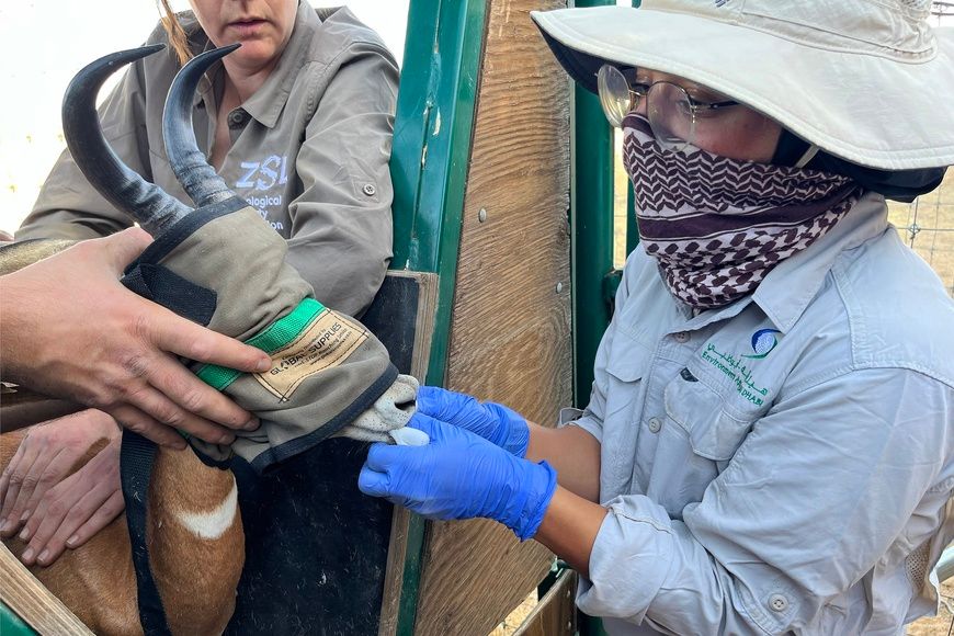 Images : Sahara Conservers