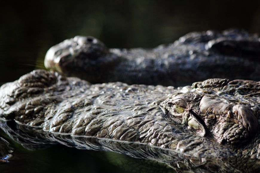 Tchad : une fillette de 13 ans grièvement blessée par un crocodile près de Dagour