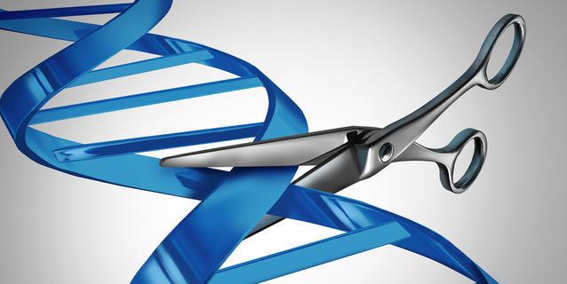 Des ciseaux génétiques pour le cerveau (CRISPR-Cas9)