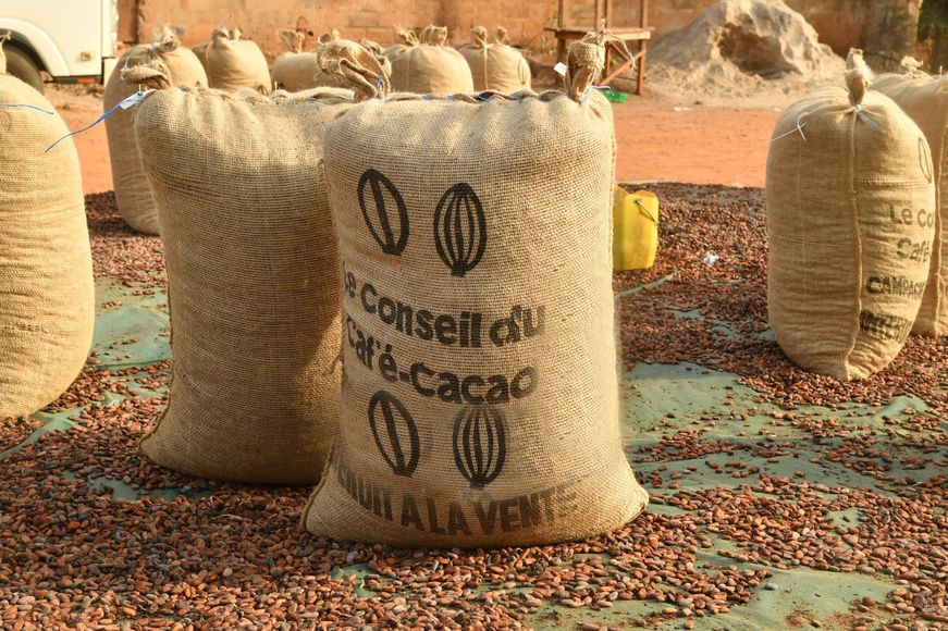 Côte d’Ivoire : campagne cacao 2025-2026, le prix bord champ fixé à 1200 FCFA/kg