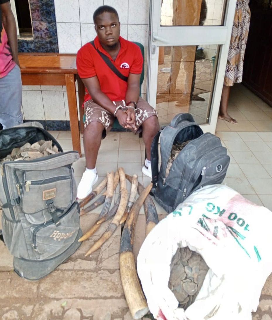 Arrestation d'un trafiquant de faune à Yaoundé : 8 défenses d'éléphants saisies