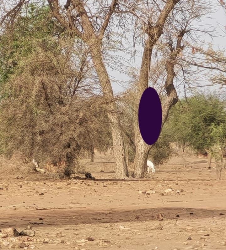 Tchad : un homme retrouvé pendu à un arbre dans une zone d’orpaillage au Sila