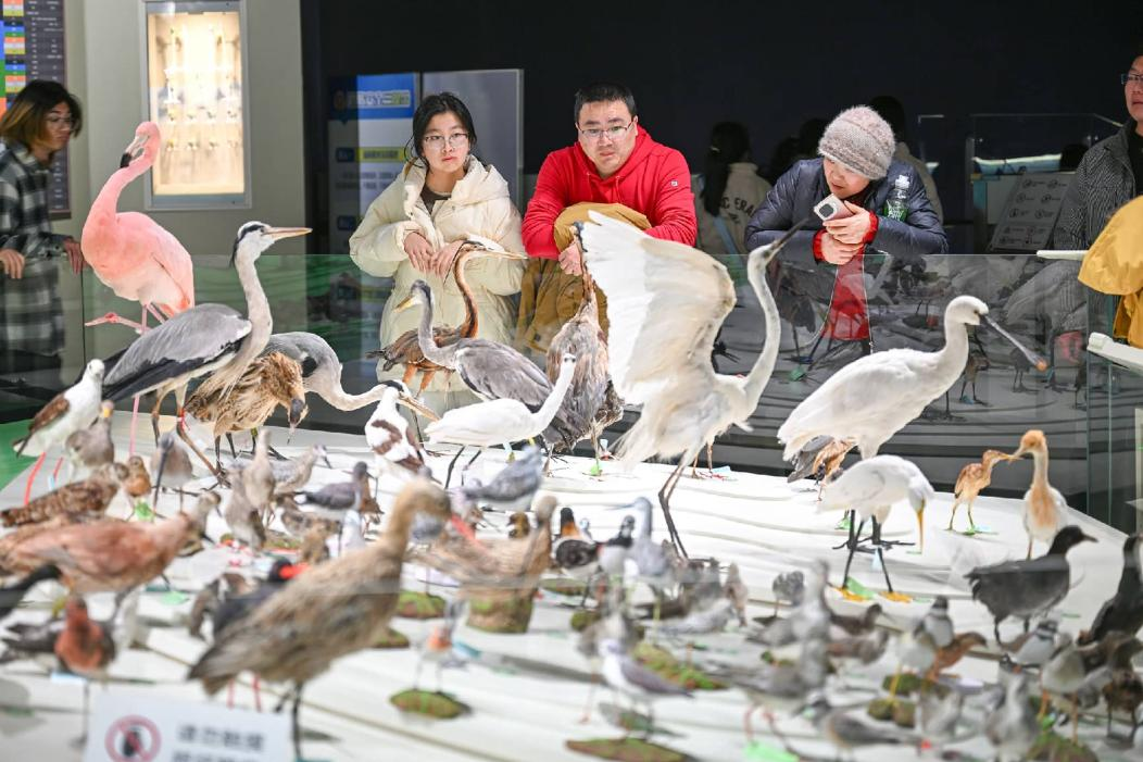 Coastal wetland conservation fuels eco-tourism boom in E China