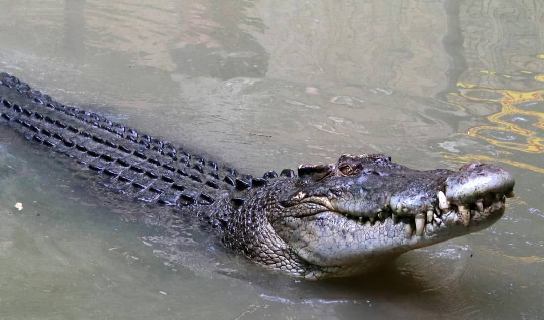 Tchad : nouvelle attaque de crocodile, un enfant de 13 ans mordu au village de Kamour