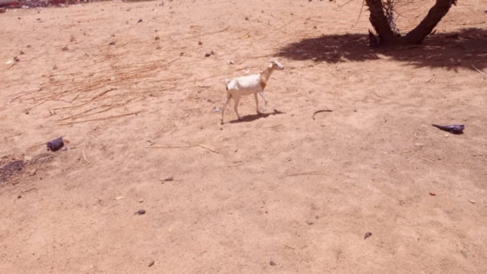 Mongo : les cimetières d'enfants, entre dépotoirs et lieux de loisirs