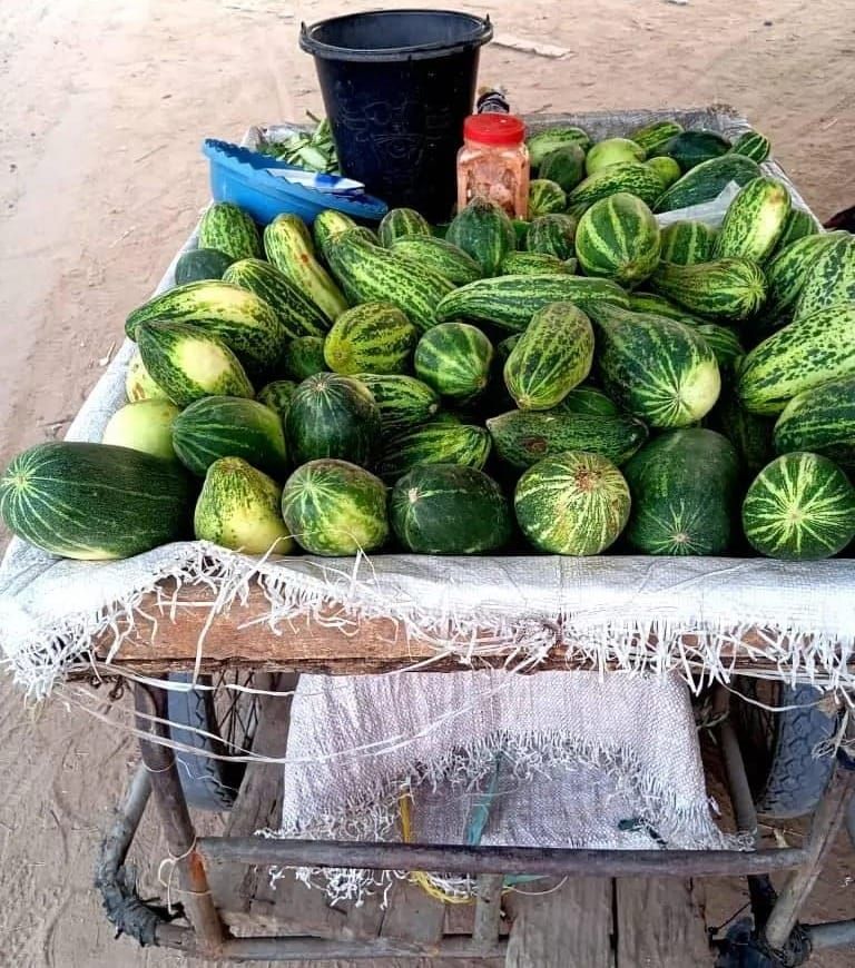 Le Concombre : L'Allié Rafraîchissant des Habitants de N'Djamena