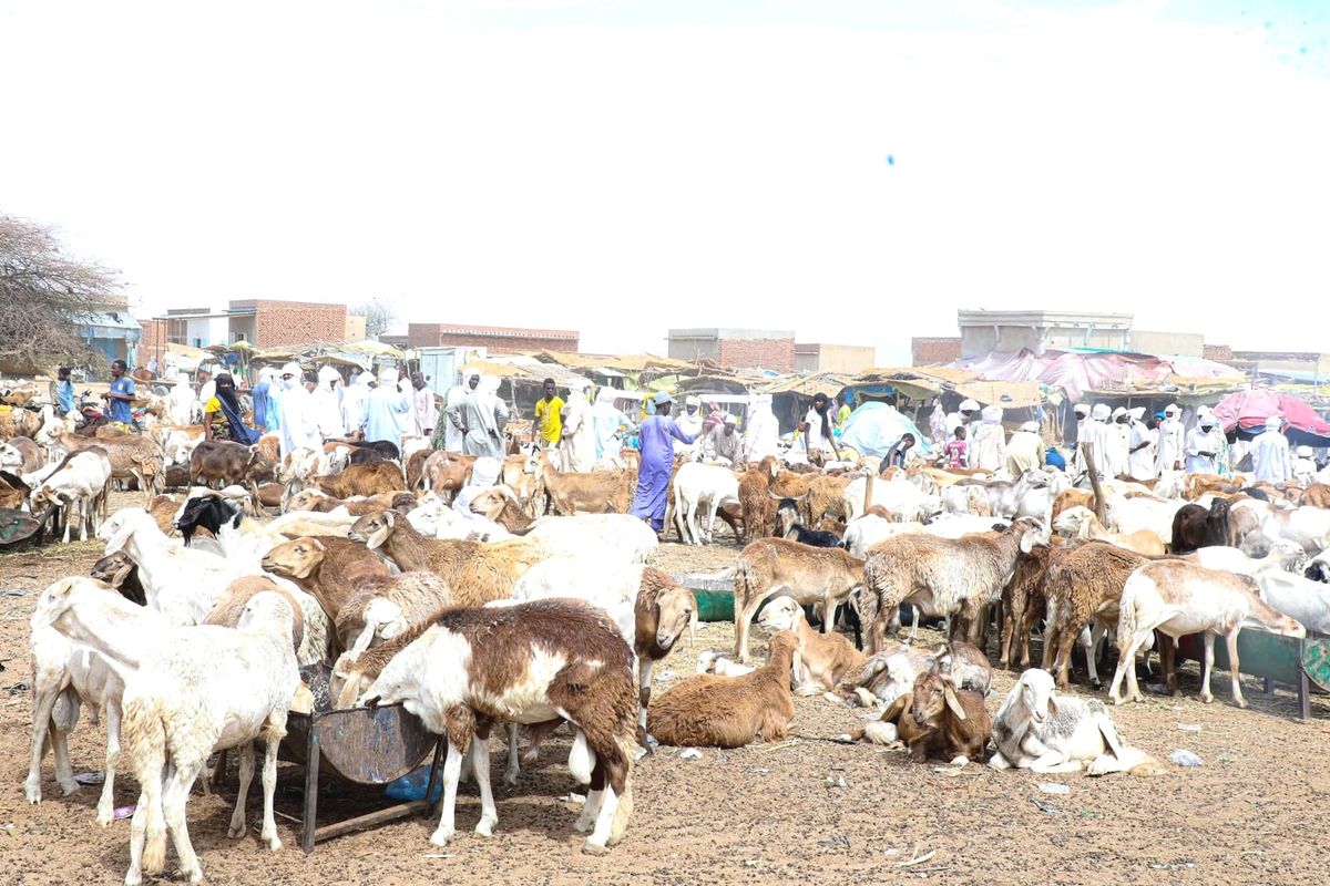 Tchad : affluence au marché de moutons d’Abéché à l’approche de la Tabaski