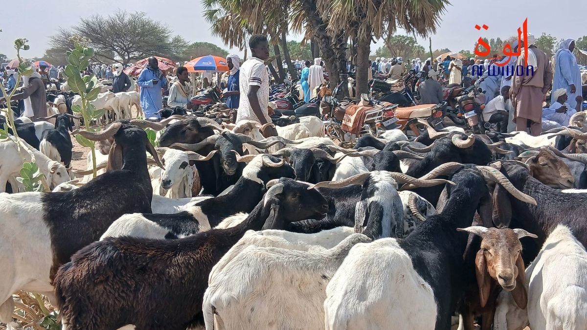 Tchad : effervescence au marché de Linia à l'approche de la Tabaski