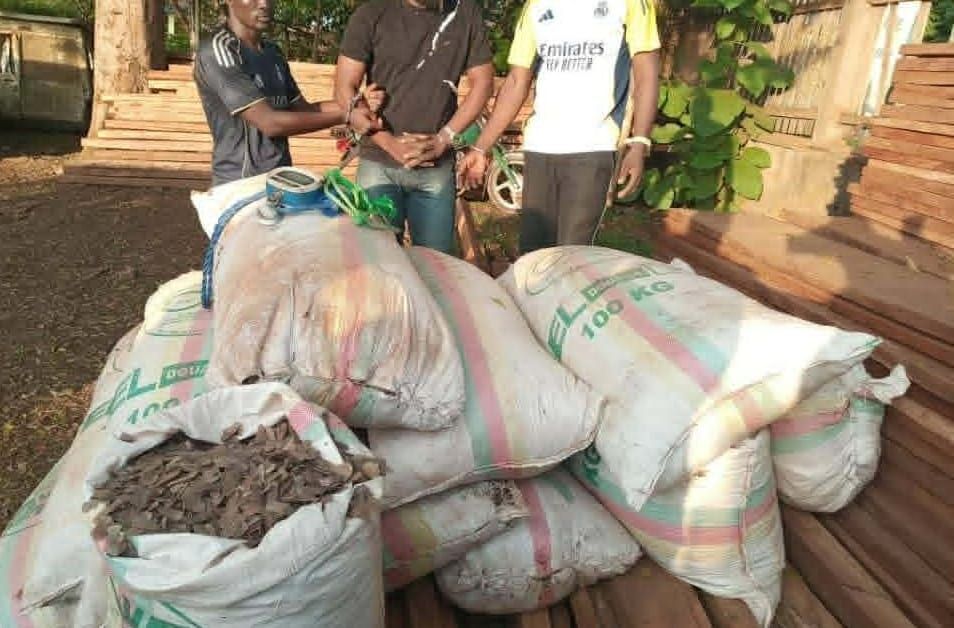 Cameroun : saisie record d'écailles de pangolin, trois arrestations à Yokadouma