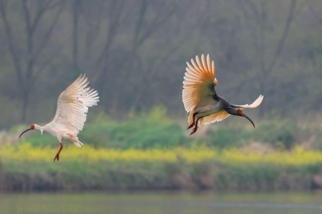 Dongzhai Reserve Celebrates Crested Ibis Conservation Success