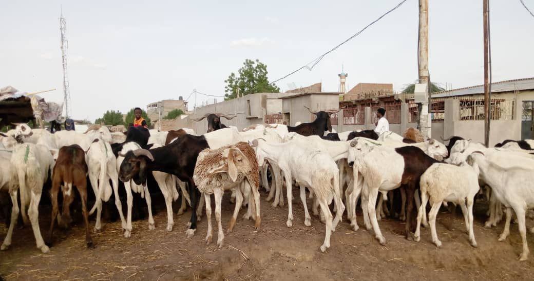 Tchad  : nouveaux tarifs dans les marchés de bétail de N'Djamena