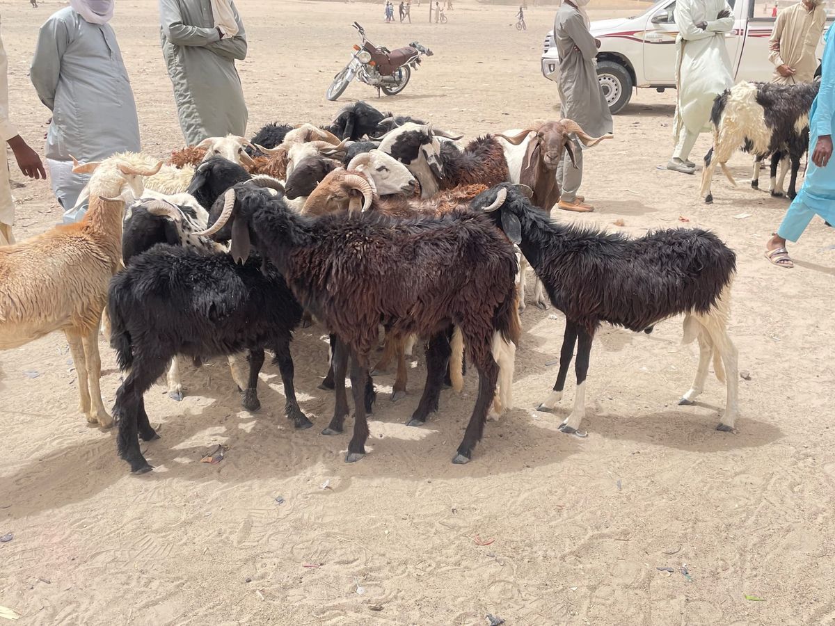 Tchad : les prix des moutons flambent à Moussoro