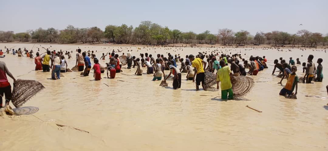 Tchad : l'ouverture de la pêche collective endeuillée par des attaques de crocodiles à Al-Ardep