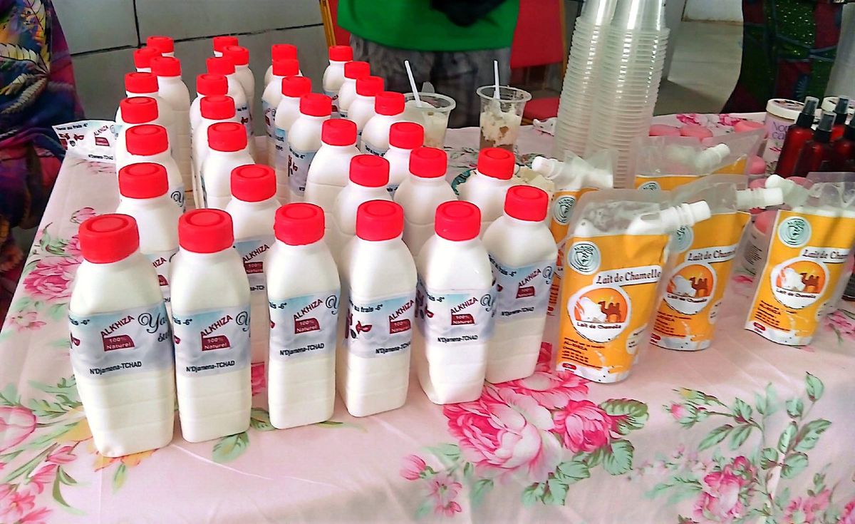 Le Tchad célèbre le lait local : Un enjeu économique et alimentaire