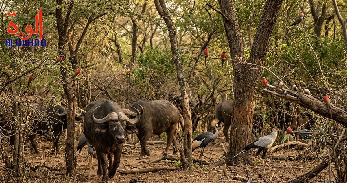 Tchad : un éco-garde grièvement blessé par un présumé braconnier près du parc de Zakouma