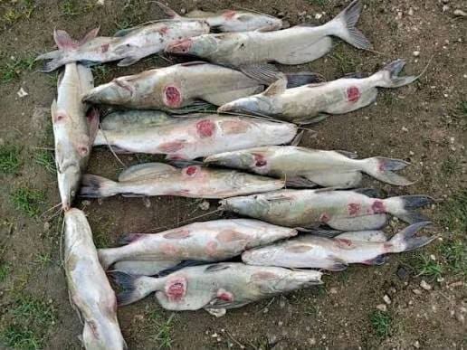 Tchad : rareté du poisson à Ati, un défi économique et alimentaire majeur