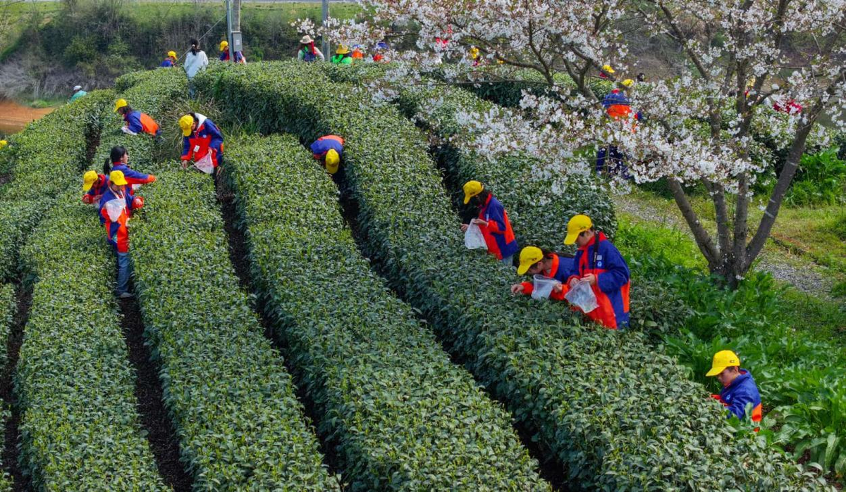China's Matcha Revolution: Dominating Global Markets