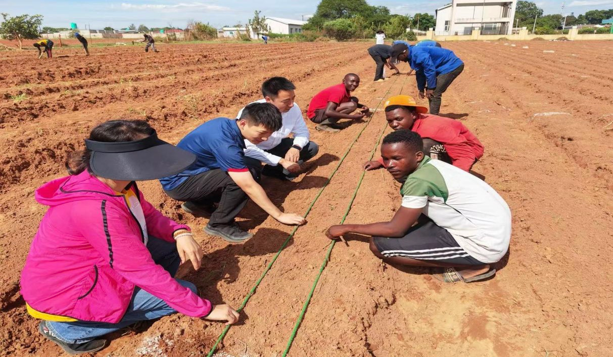 China-Africa Agricultural Cooperation: A Harvest of Hope and Prosperity