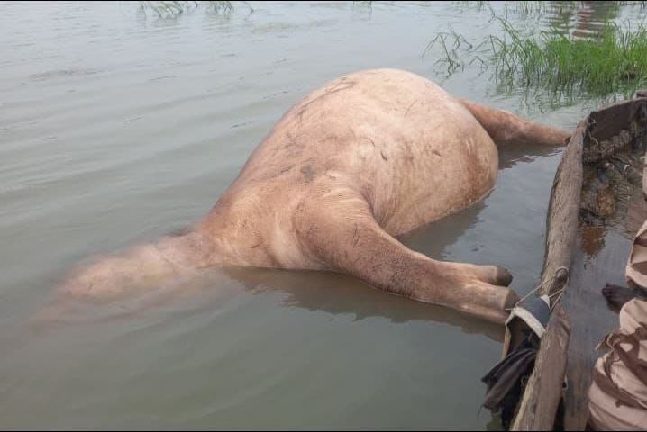 Tchad : mystérieuse mort d'un hippopotame dans le Fleuve Chari