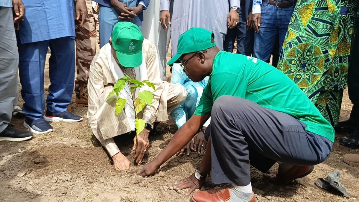Semaine nationale de l'arbre au Tchad : 54 ans de plantations, mais quel bilan ?