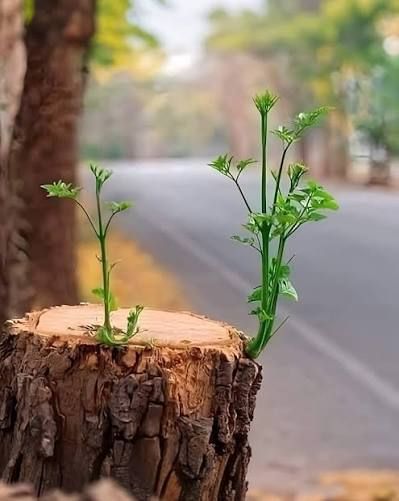 Tchad : à Moundou, un bûcheron interrompu alors qu’il abattait l’arbre d’une agente de jeux