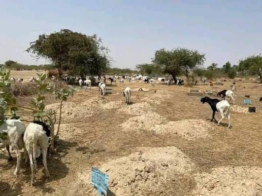 Tchad : l'abandon alarmant du cimetière de Lamadji