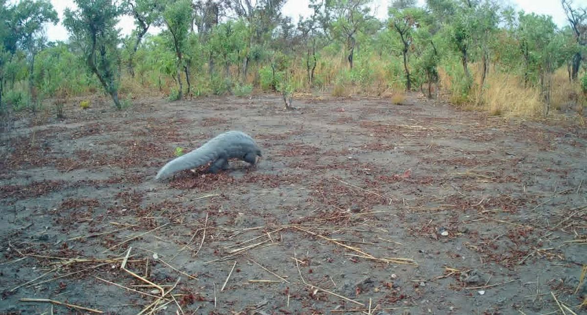 Biodiversité au Tchad :  un patrimoine en péril, un avenir à sauver