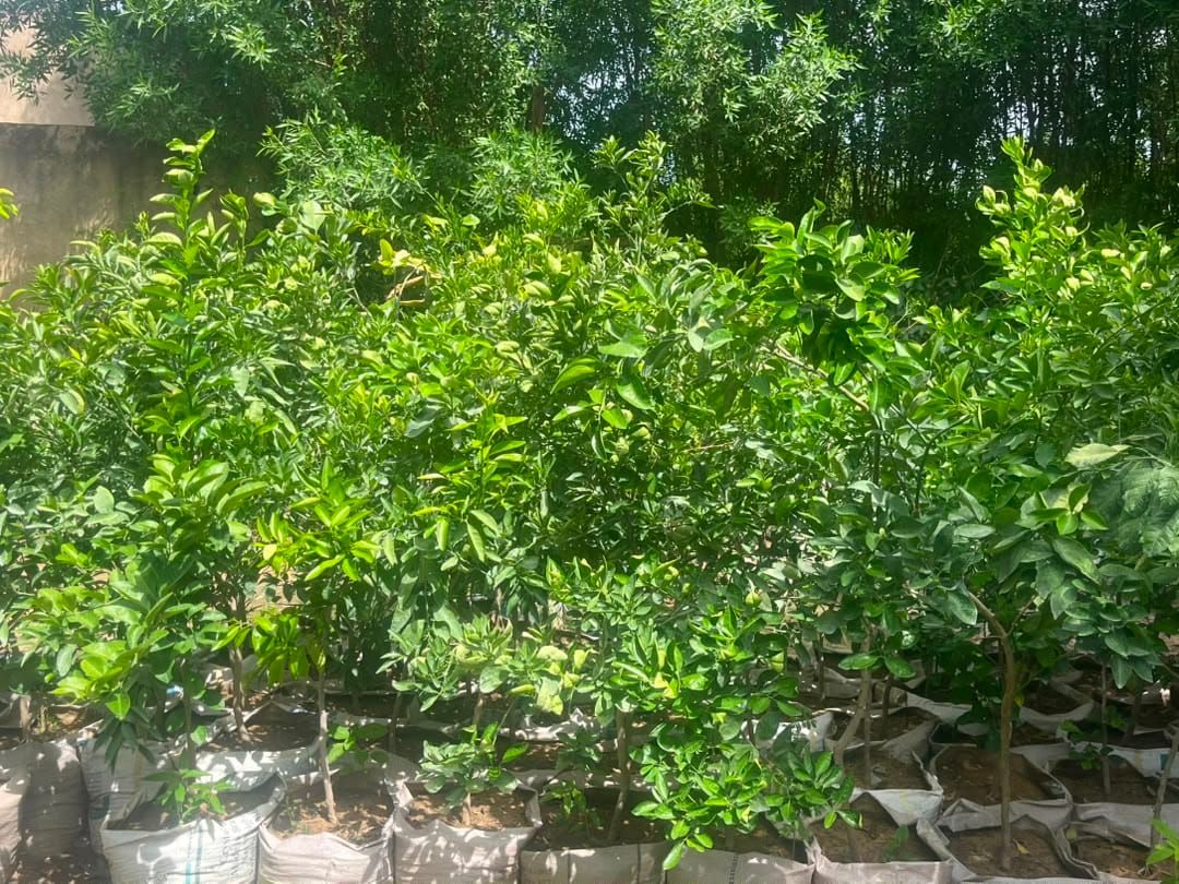 Tchad : « Chaque citoyen doit planter un arbre », plaident les défenseurs de l’environnement