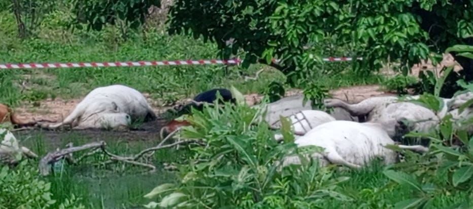 Tchad : 23 bœufs retrouvés morts dans le parc national de Sena-Oura