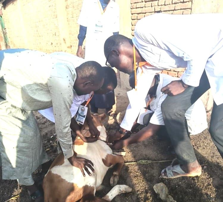 Tchad : à Abéché, le LAPSTET mobilise les jeunes pour la santé du cheptel