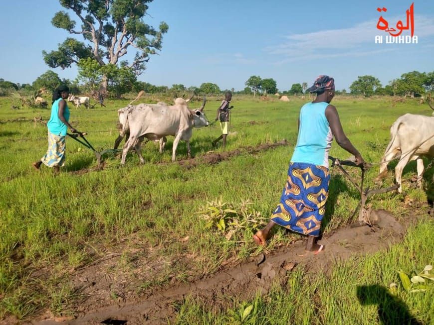 Tchad : l'exode rural menace l'avenir de l'agriculture familiale