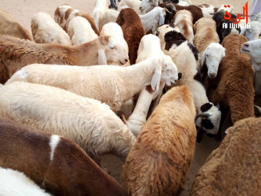 Fin de l'exportation du bétail sur pied dès 2028 : le pari de la transformation locale au Tchad