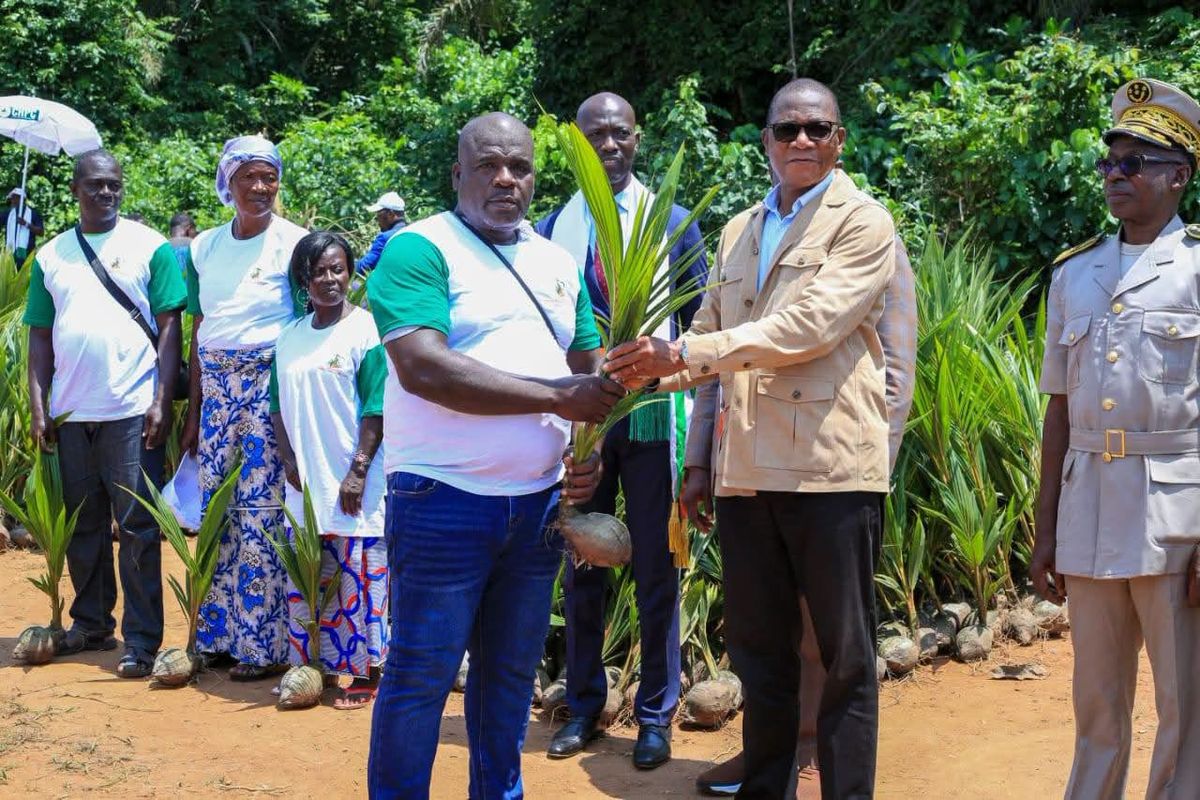 Côte d'Ivoire : un programme ambitieux pour relancer les filières huile et coco