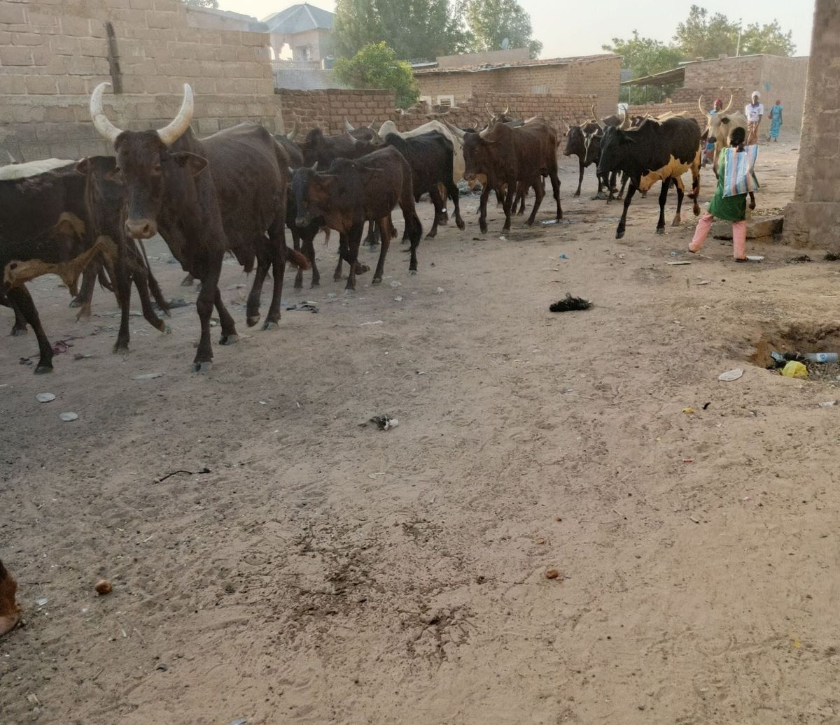 Tchad : au Mayo-Kebbi Ouest, 37 têtes de bœufs dérobées en pleine nuit à Vridjibao