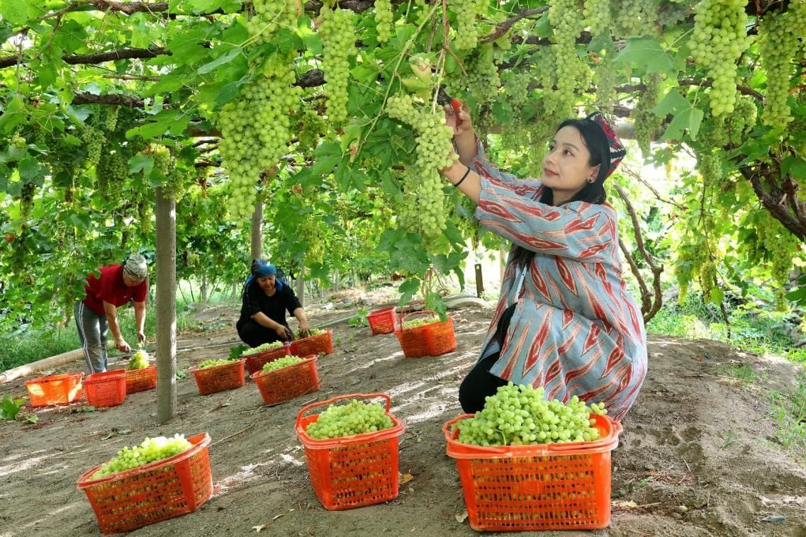 How Turpan's Vineyards Are Saving Water Through Smart Micro-Sprinkler Irrigation