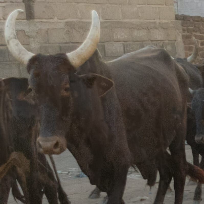 N'Djamena : trois prévenus poursuivis pour vol qualifié et abattage clandestin de deux bœufs