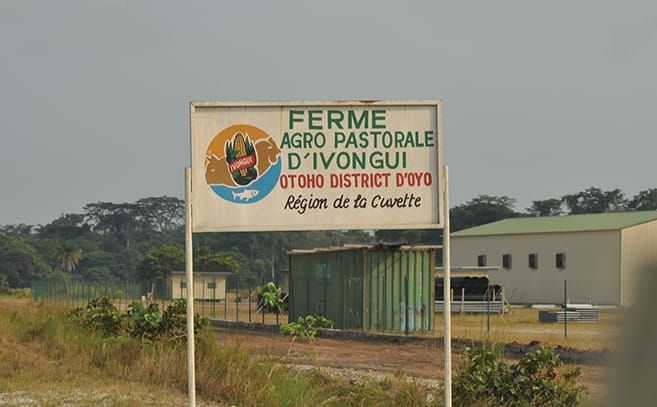 La Ferme Agro-Pastorale d’Ivongui : un Pilier de la Souveraineté alimentaire au Congo